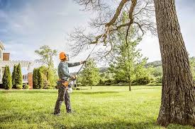 Best Tree Removal  in Haskell, TX