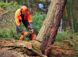 Best Tree Preservation Services  in Haskell, TX