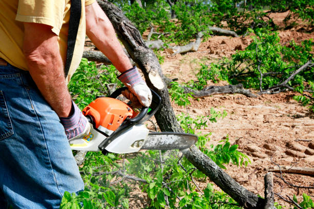 Best Emergency Tree Removal  in Haskell, TX